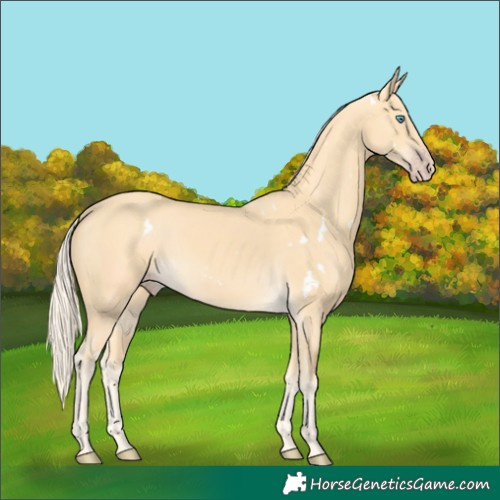 Horse Color:White Spotted Gold Cream Champagne