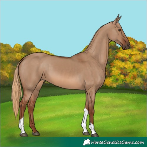 Horse Color:Red Dun Tobiano
