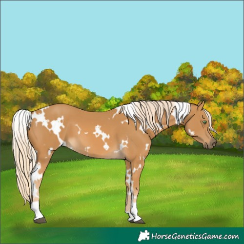 Horse Color:White Spotted Palomino 