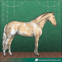 Horse Color:White Spotted Palomino 