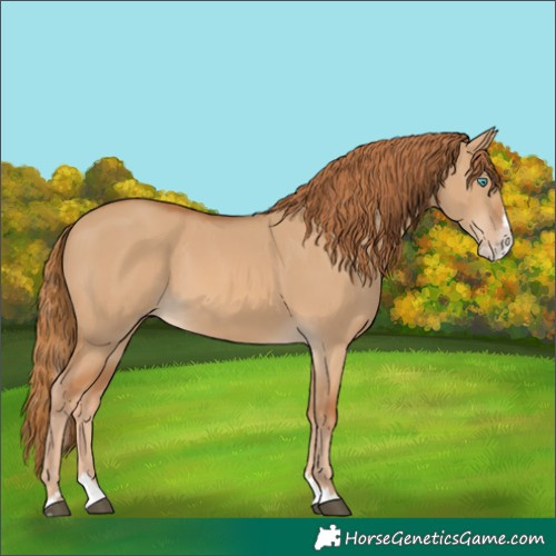 Horse Color:Red Dun Splash 