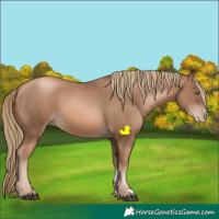 Horse Color:Liver Chestnut Pearl