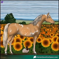 Horse Color:White Spotted Palomino