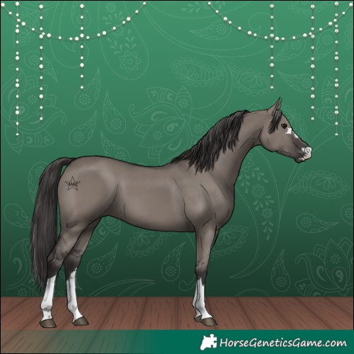 Horse Color:Unknown 