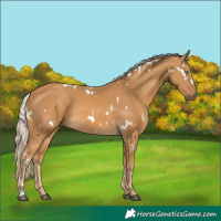 Horse Color:White Spotted Palomino