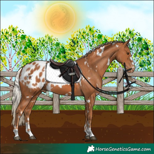 Horse Color:White Spotted Chestnut Appaloosa 