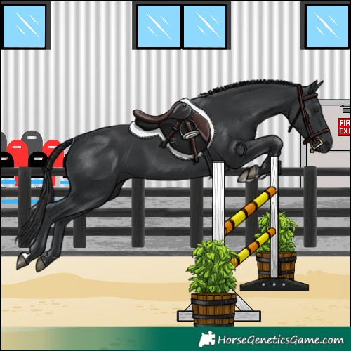 Horse Color:Black 