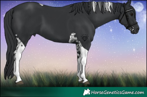 Horse Color:Black Tobiano 