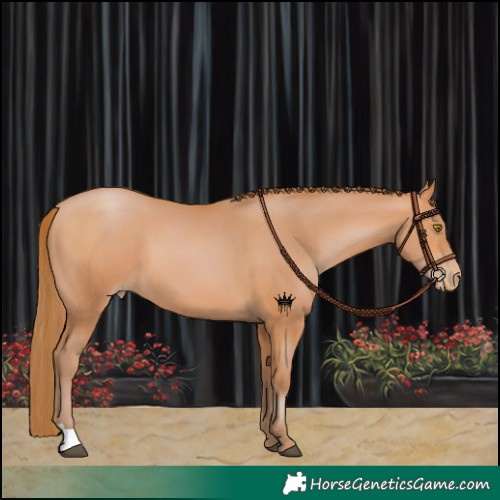 Horse Color:Bay Pearl