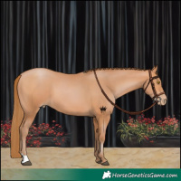 Horse Color:Bay Pearl