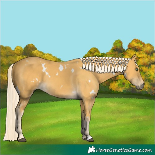 Horse Color:White Spotted Palomino