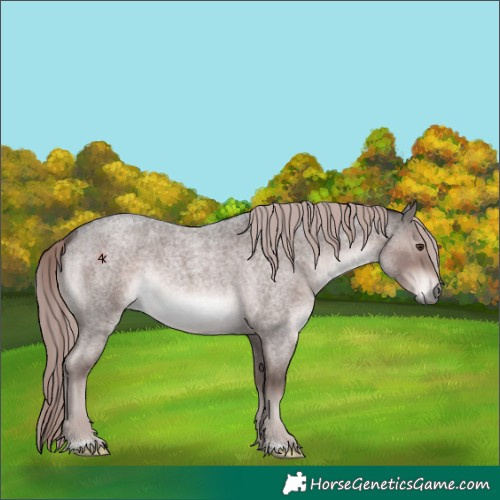 Horse Color:Platinum Liver Red Roan Rabicano