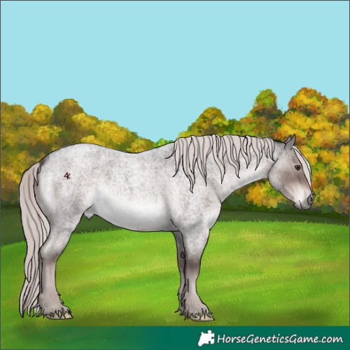 Horse Color:Platinum Liver Red Roan