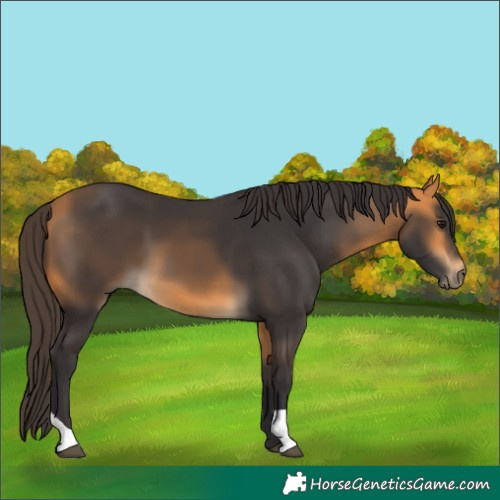Horse Color:Buckskin