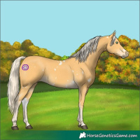 Horse Color:White Spotted Palomino 