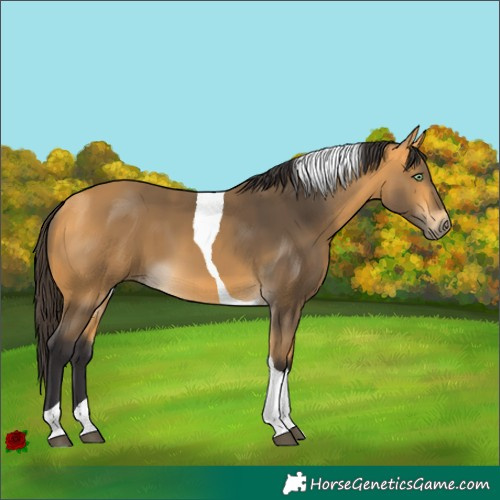 Horse Color:Buckskin Tobiano