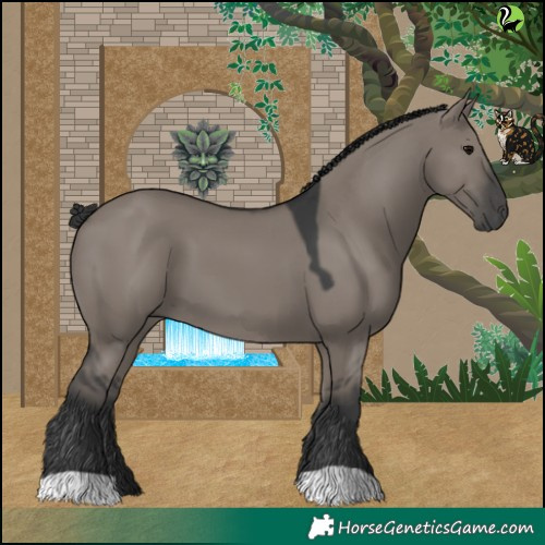 Horse Color:Grullo