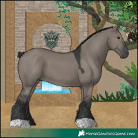 Horse Color:Grullo