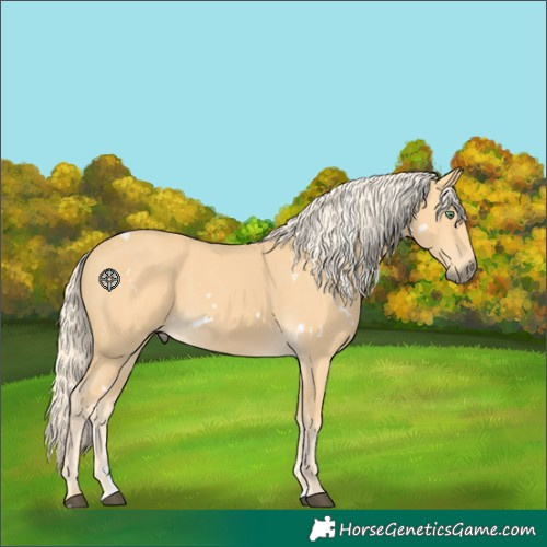 Horse Color:White Spotted Palomino