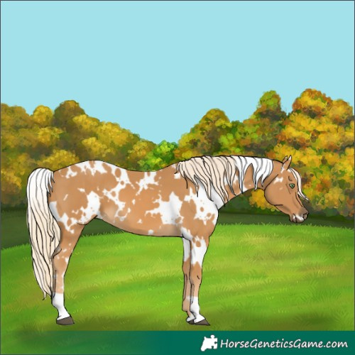 Horse Color:White Spotted Palomino 
