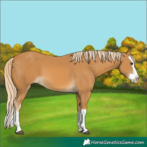 Horse Color:Palomino Splash 
