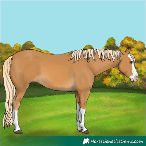 Horse Color:Palomino Splash
