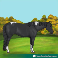 Horse Color:Black Tobiano