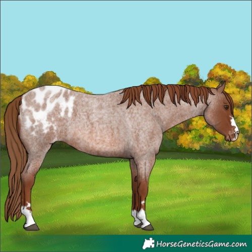 Horse Color:Red Roan Appaloosa 