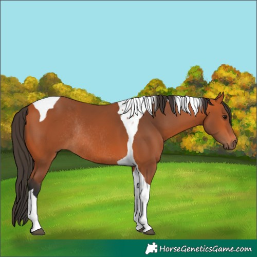 Horse Color:Bay Tobiano Rabicano 
