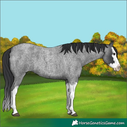 Horse Color:Blue Roan Splash
