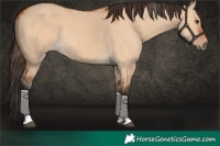 Horse Color:Bay Dun Tobiano 