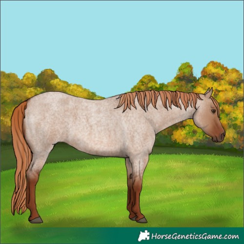 Horse Color:Red Dun Roan 
