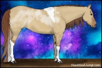 Horse Color:Red Dun Tobiano