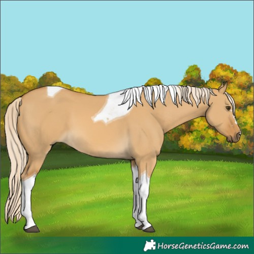 Horse Color:Palomino Dun Tobiano