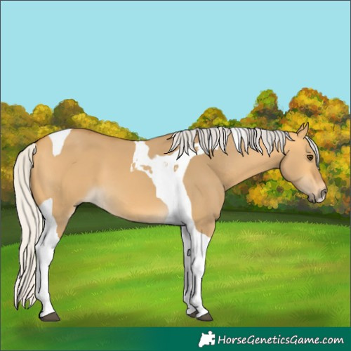 Horse Color:Silver Buckskin Dun Tobiano