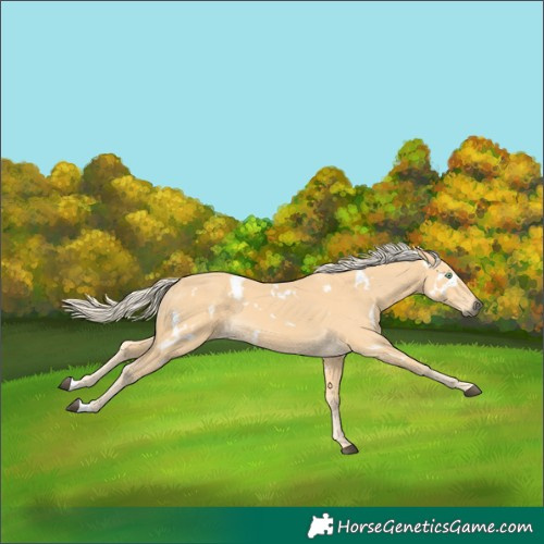 Horse Color:White Spotted Palomino 