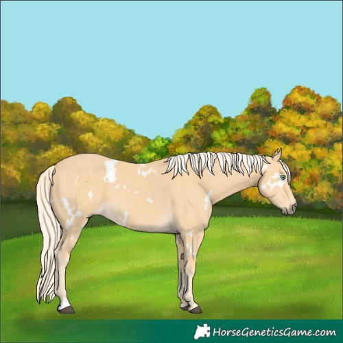 Horse Color:White Spotted Palomino 
