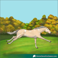 Horse Color:White Spotted Palomino
