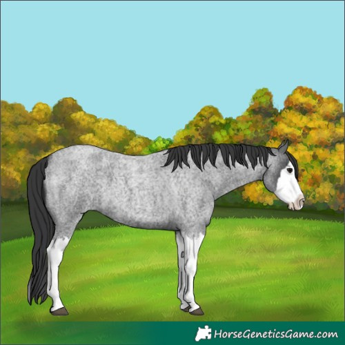 Horse Color:Blue Roan Splash 