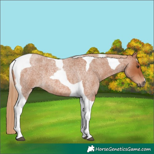 Horse Color:Red Roan Tobiano