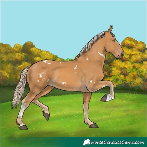 Horse Color:White Spotted Palomino 