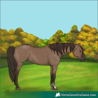 Horse Color:Liver Red Dun  and Liver Red Dun 