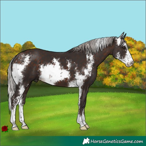 Horse Color:Silver Brown Sabino