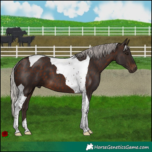 Horse Color:Silver Brown Tobiano