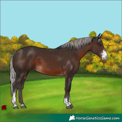 Horse Color:Silver Brown Sabino