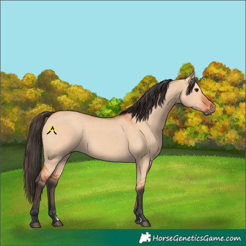 Horse Color:Bay Dun 