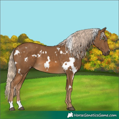 Horse Color:White Spotted Chocolate Palomino