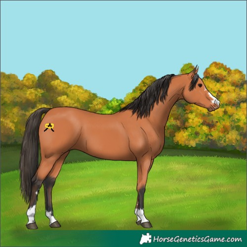 Horse Color:Bay 