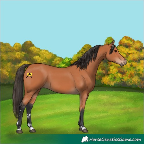 Horse Color:Bay 