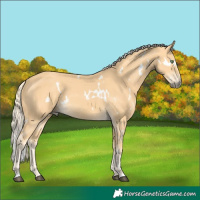 Horse Color:White Spotted Palomino 
